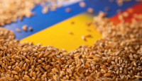 Україна вимагає санкцій на бангладешські компанії за імпорт краденої пшениці