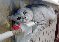 Правительство хочет ограничить цены на тепло