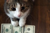 До конца года Минфин лишь один раз разместит долларовые ОВГЗ