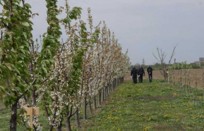 В Україні оголосили аукціони з суборенди держземель під садівництво на 25 років