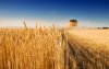 Збитки та втрати аграрного сектору України перевищують $80 млрд
