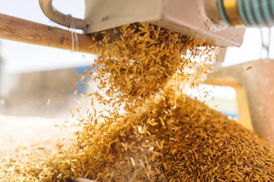 Україна відкрила 19 нових ринків для експорту аграрної продукції за рік