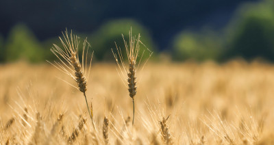 У межах проєкту «Земельний банк» пройшло ще 16 аукціонів