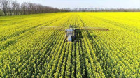 Аграрії можуть масово відмовлятися від зернових на користь олійних