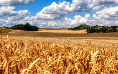 Втрати у сільському господарстві через війну сягнули $23,3 млрд