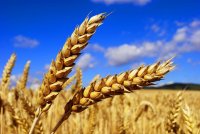 Аграрії отримали пільгових кредитів ще на 3,2 млрд грн