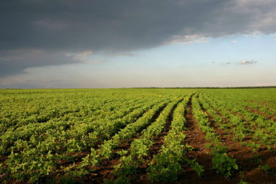 Бізнес купив третину проданої в Україні торік землі