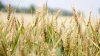 США підвищили прогноз урожаю та експорту зернових в Україні