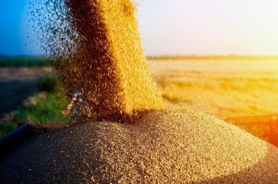 Уряд пропонує скасувати обов’язкове страхування зерна