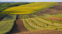 Після відкриття ринку земля подорожчала більш ніж удвічі